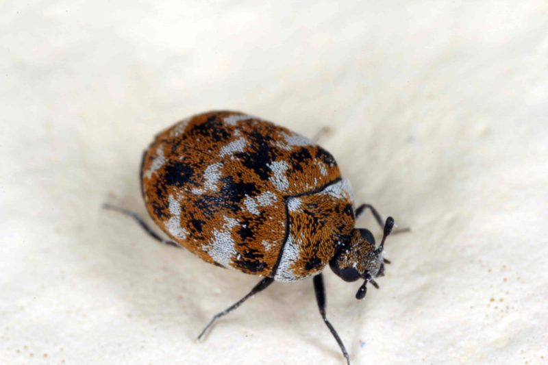 Brown Carpet Beetle