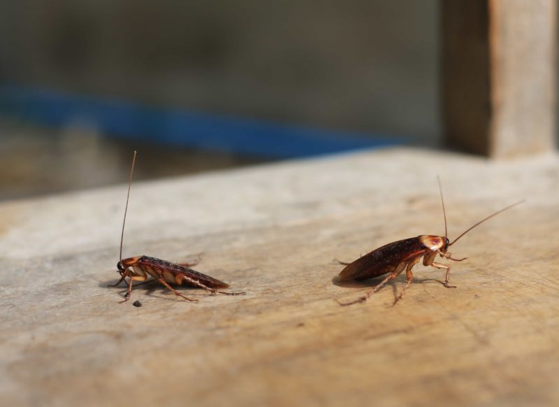 Cockroaches on Table