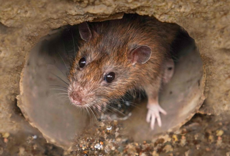 Prevent and Manage Rodents