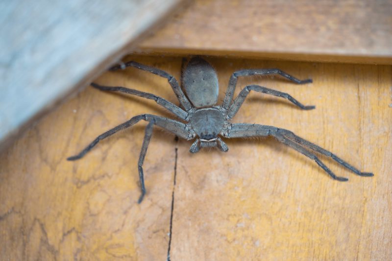 Spider on Desk