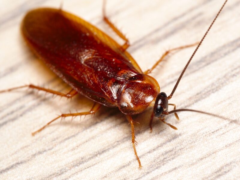 Why is unhealthy to have cockroaches in your home