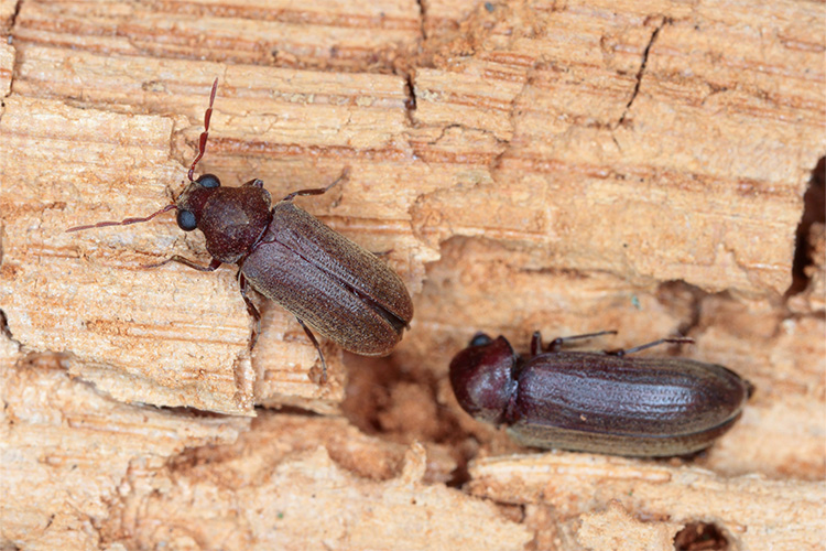 Borer Pest Control - Wood Borers, Furniture Beetle Treatment