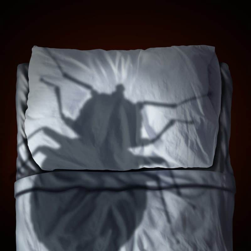 Bed Bug Shadow