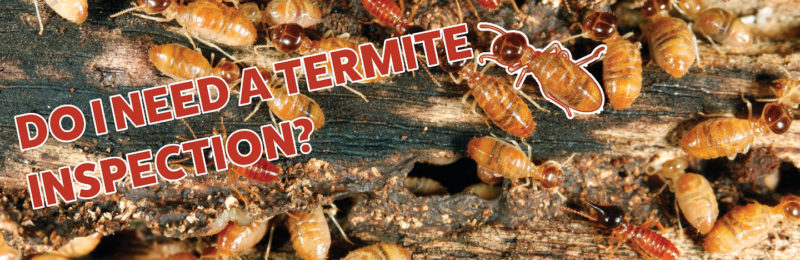 Do I Need Termite Inspection Banner