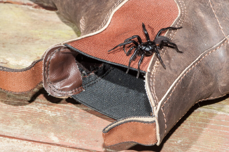 Funnel-Web Spider crawling