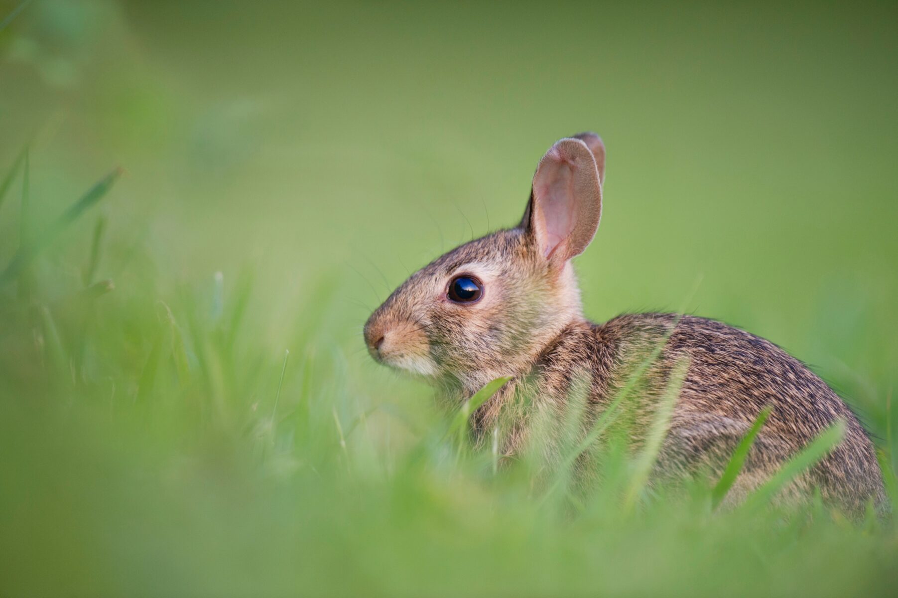 Wild Rabbit