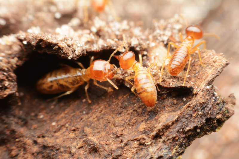 La Niña is Whipping Up a Storm of Termites