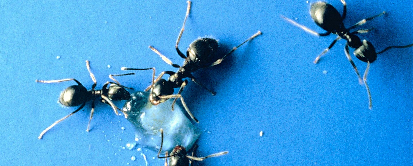 Ants Flick Pest Control