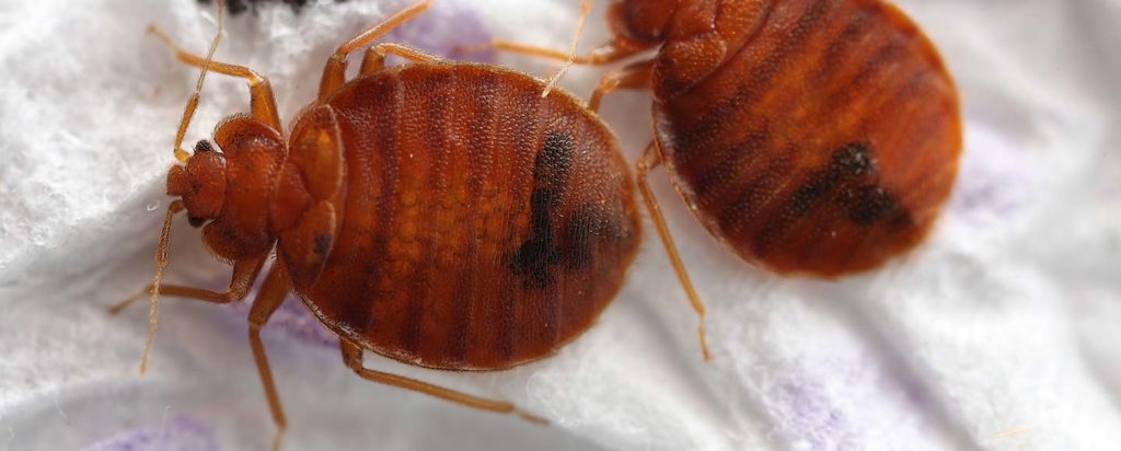 Landing Page Bed Bugs