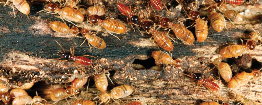 Landing Page Termite Problem