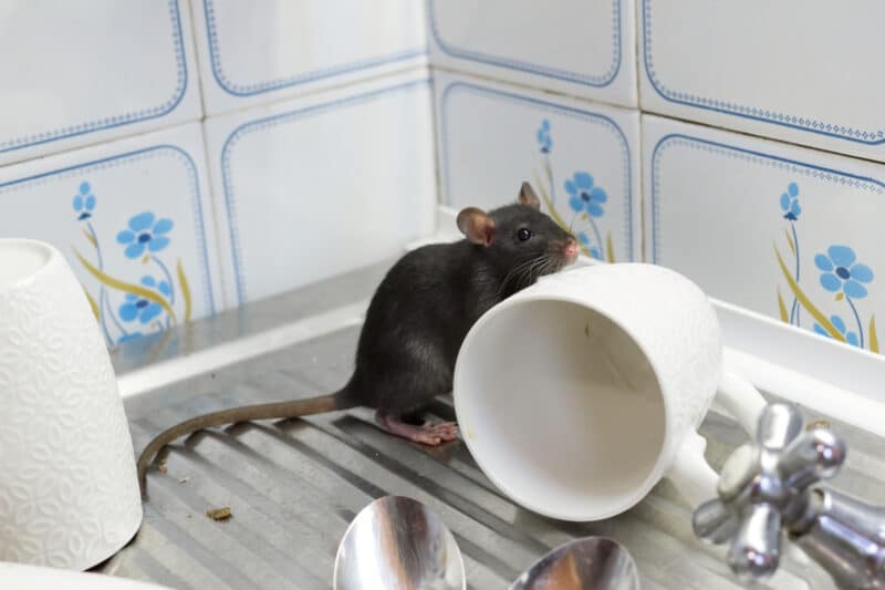 rodent on a drying rack of a kitchen sink