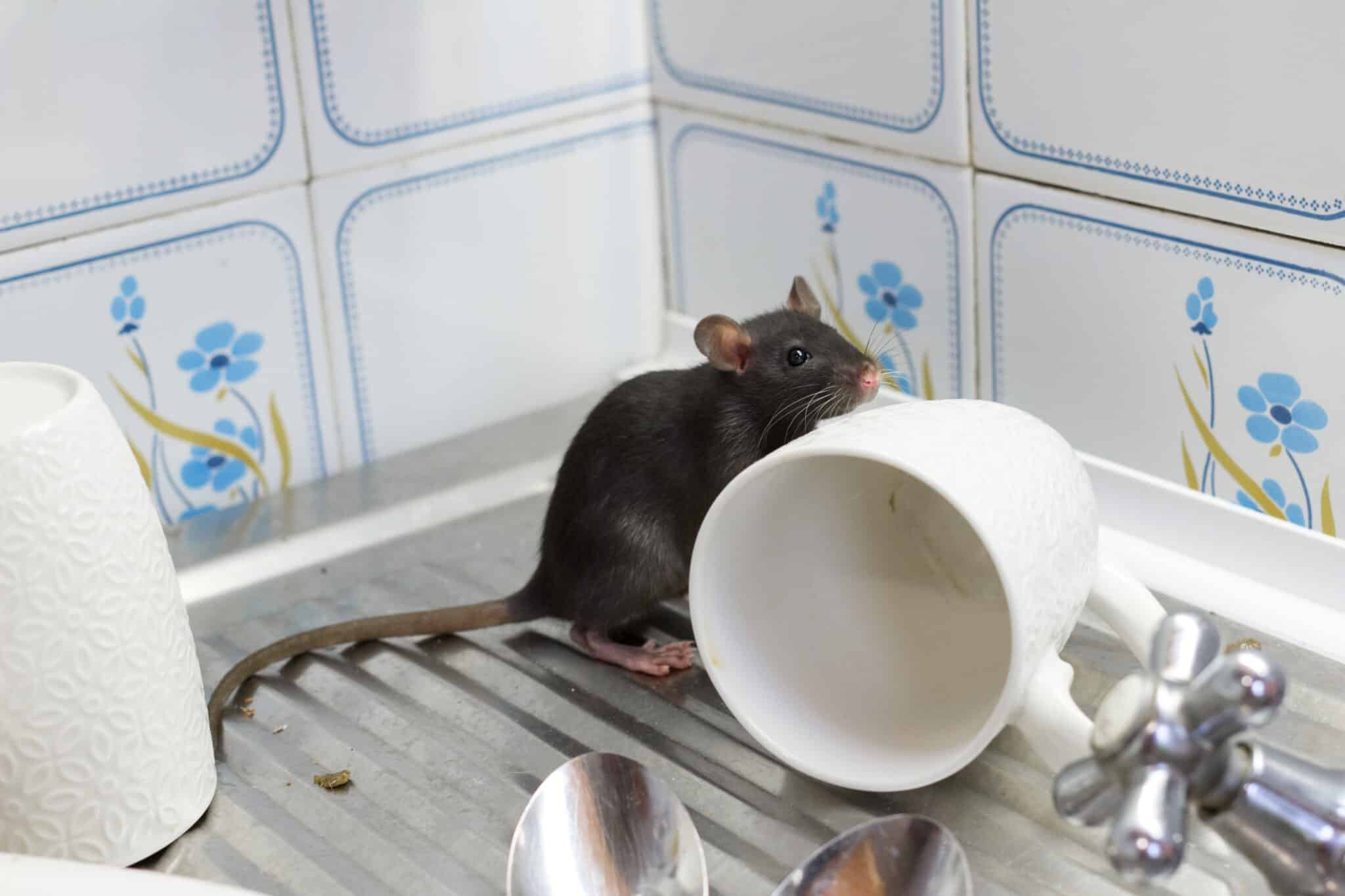 Rodent-Borne Diseases: Health Risks and Prevention Measures - Flick ...