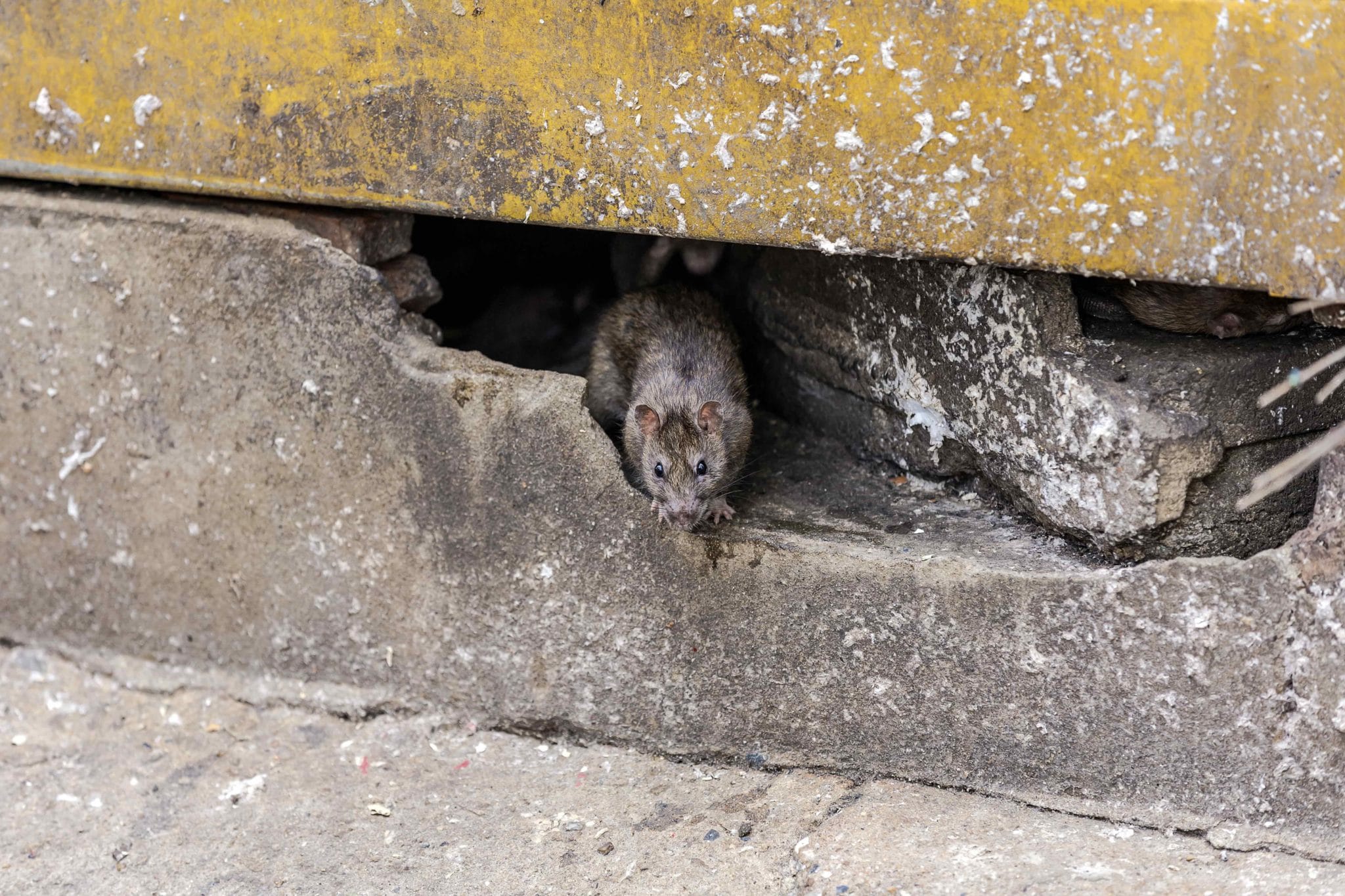 how-to-keep-rodents-out-of-the-shed-tiny-paws-tales