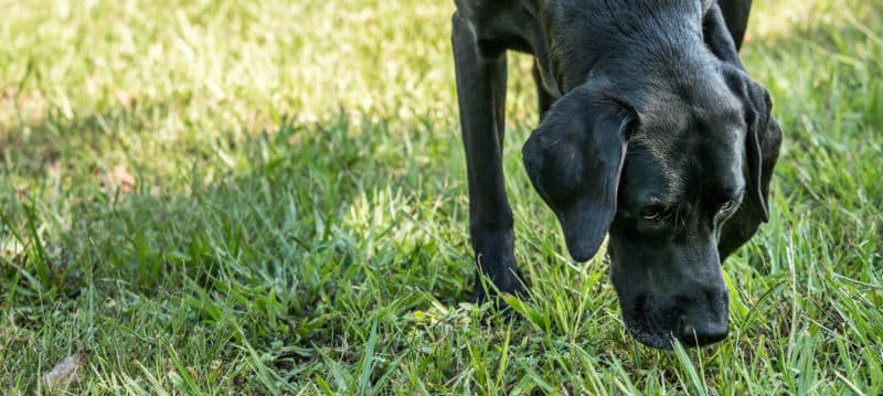 Professional K9 Bed Bug Detection Unit