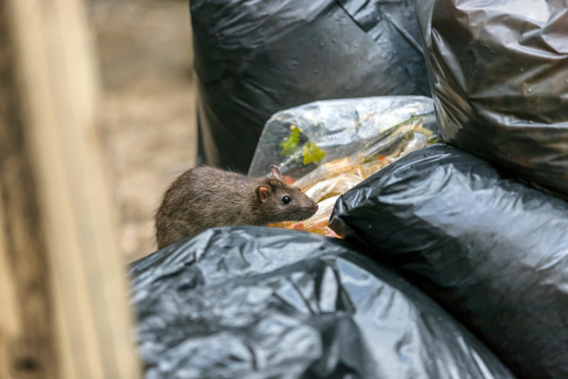 Mouse in Garbage