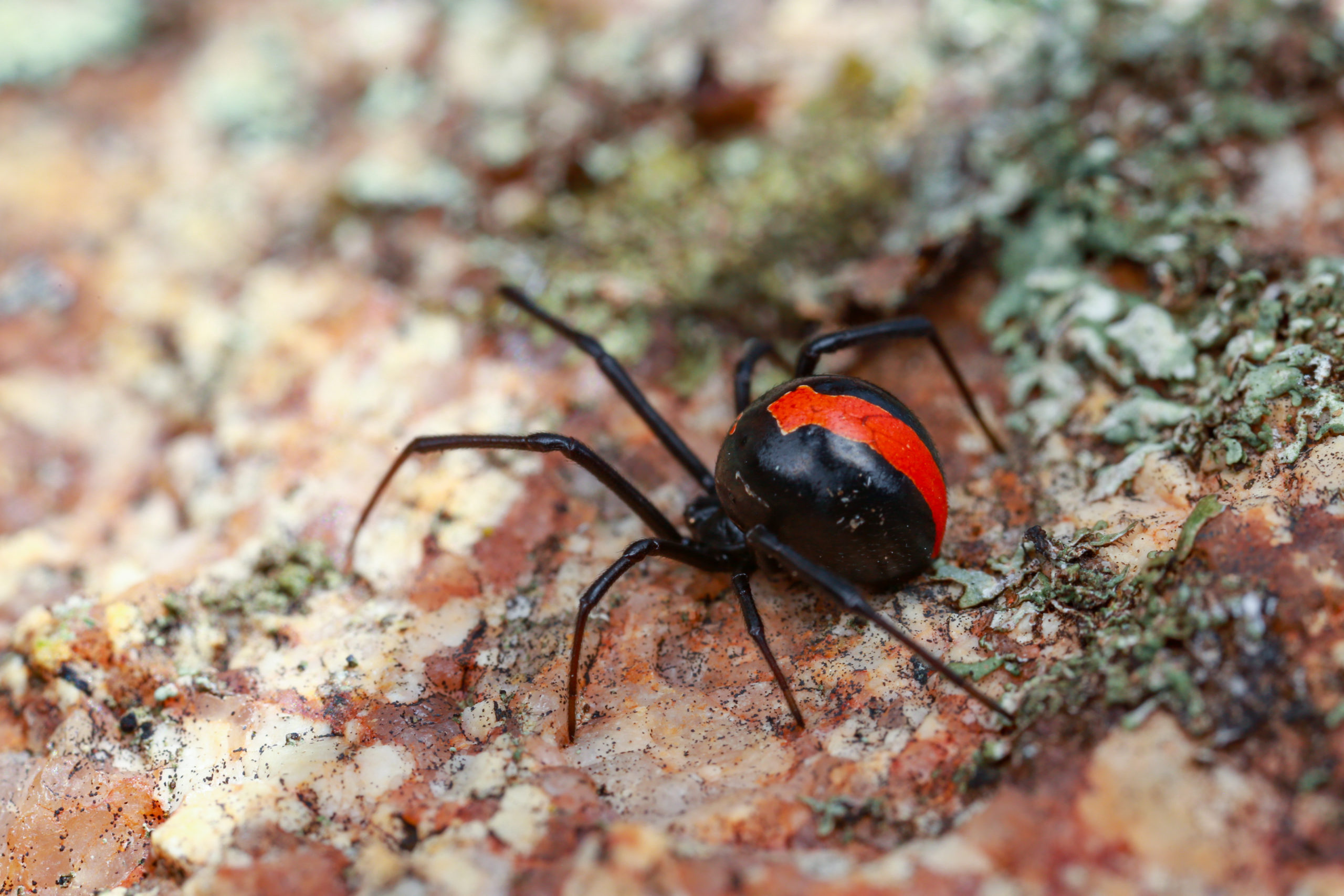 The 5 Most Dangerous Spiders Of Australia - Flick Pest Control