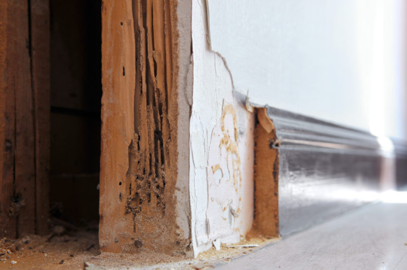 Signs of Termite Infestation