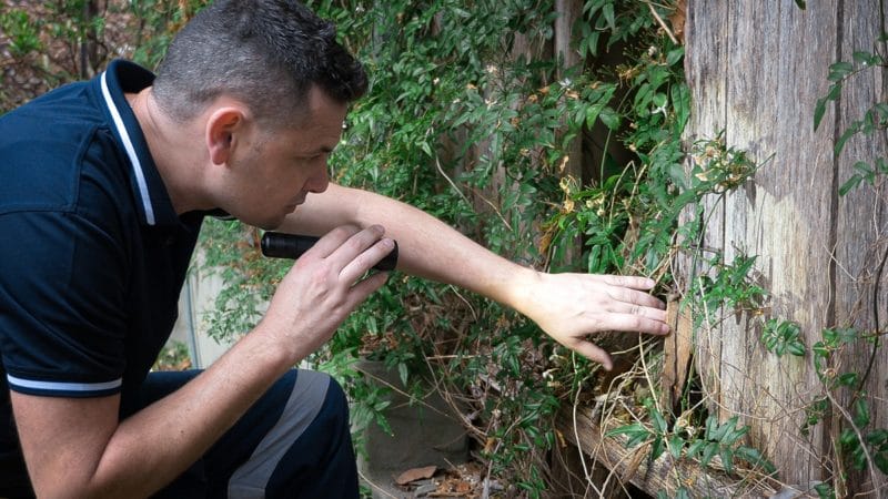 Termite Inspection