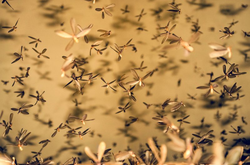 Termite Swarm