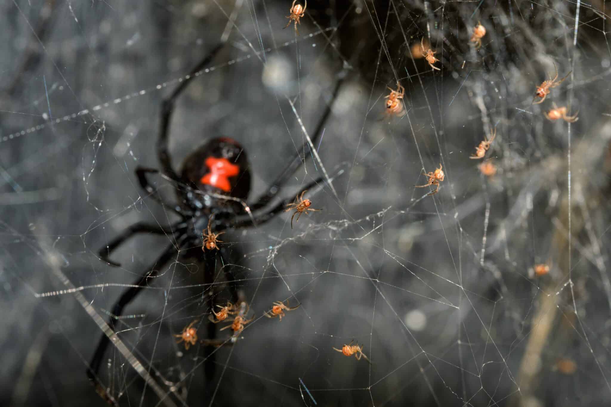 The Most Dangerous Spiders In Newcastle Flick Pest Control