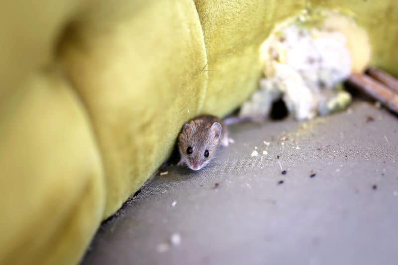 Grey House Mouse